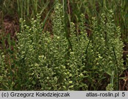 Alyssum alyssoides (smagliczka kielichowata)