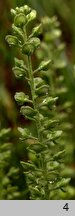 Alyssum alyssoides (smagliczka kielichowata)