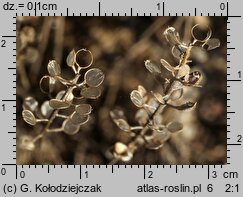Alyssum alyssoides (smagliczka kielichowata)