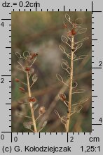 Alyssum alyssoides (smagliczka kielichowata)