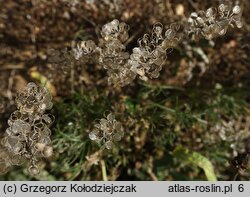 Alyssum alyssoides (smagliczka kielichowata)