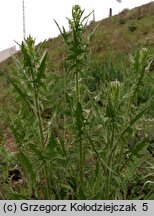 Sisymbrium loeselii (stulisz Loesela)