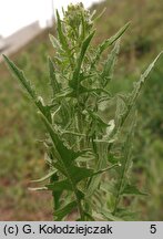 Sisymbrium loeselii (stulisz Loesela)