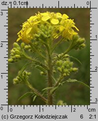 Sisymbrium loeselii (stulisz Loesela)