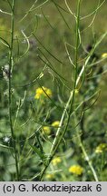 Sisymbrium loeselii (stulisz Loesela)