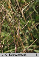 Sisymbrium loeselii (stulisz Loesela)