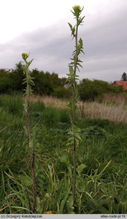 Sisymbrium officinale (stulisz lekarski)