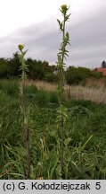 Sisymbrium officinale (stulisz lekarski)