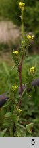 Sisymbrium officinale (stulisz lekarski)