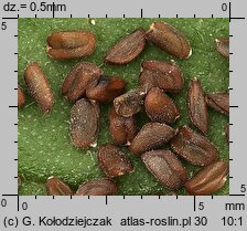 Sisymbrium officinale (stulisz lekarski)