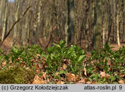 Mercurialis perennis (szczyr trwały)