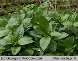 Mercurialis perennis (szczyr trwały)