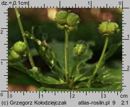 Mercurialis perennis (szczyr trwały)