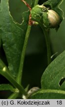 Mercurialis perennis (szczyr trwały)