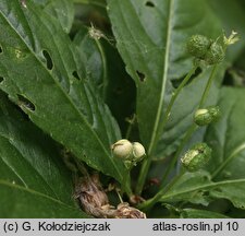 Mercurialis perennis (szczyr trwały)