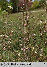 Capsella bursa-pastoris (tasznik pospolity)