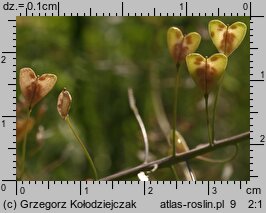 Capsella bursa-pastoris (tasznik pospolity)