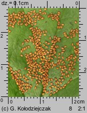 Capsella bursa-pastoris (tasznik pospolity)