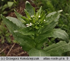 Thlaspi arvense (tobołki polne)