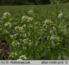 Thlaspi arvense (tobołki polne)