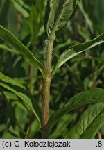 Lysimachia thyrsiflora (tojeść bukietowa)
