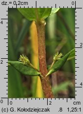 Lysimachia thyrsiflora (tojeść bukietowa)