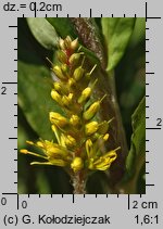 Lysimachia thyrsiflora (tojeść bukietowa)