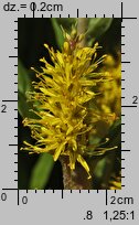 Lysimachia thyrsiflora (tojeść bukietowa)