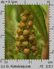 Lysimachia thyrsiflora (tojeść bukietowa)