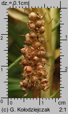 Lysimachia thyrsiflora (tojeść bukietowa)