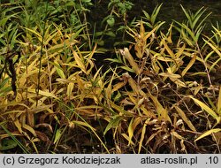 Lysimachia thyrsiflora (tojeść bukietowa)