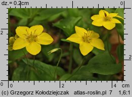 Lysimachia nemorum (tojeść gajowa)