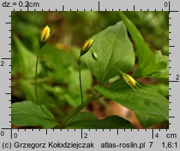 Lysimachia nemorum (tojeść gajowa)