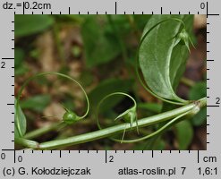 Lysimachia nemorum (tojeść gajowa)