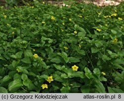 Lysimachia nemorum (tojeść gajowa)