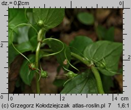 Lysimachia nemorum (tojeść gajowa)