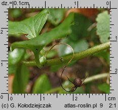 Lysimachia nemorum (tojeść gajowa)