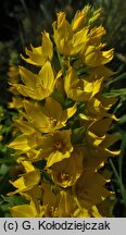 Lysimachia punctata (tojeść kropkowana)