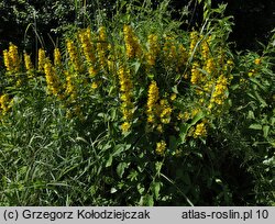 Lysimachia punctata (tojeść kropkowana)