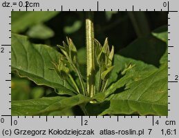 Lysimachia punctata (tojeść kropkowana)