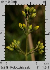 Lysimachia vulgaris (tojeść pospolita)