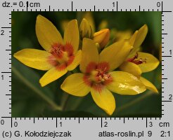 Lysimachia vulgaris (tojeść pospolita)