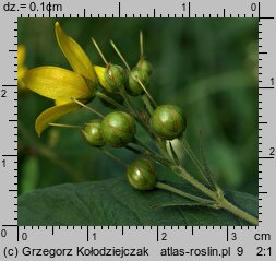 Lysimachia vulgaris (tojeść pospolita)