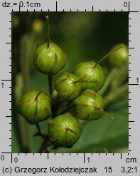 Lysimachia vulgaris (tojeść pospolita)