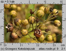 Lysimachia vulgaris (tojeść pospolita)