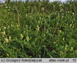 Astragalus cicer (traganek pęcherzykowaty)