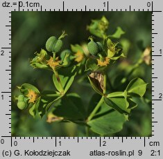 Euphorbia esula (wilczomlecz lancetowaty)