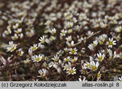 Draba verna (wiosnówka pospolita)