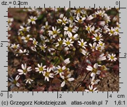 Draba verna (wiosnówka pospolita)