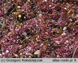 Draba verna (wiosnówka pospolita)